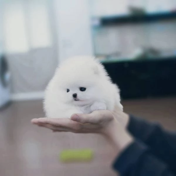 Cucciolo di Volpino Pomerania toy maschio e femmina