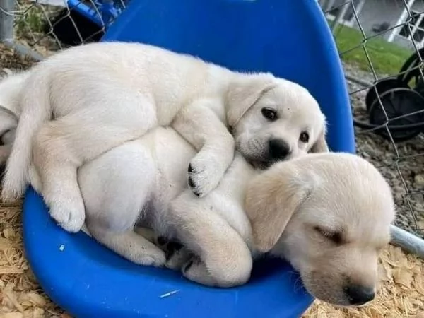 Regalo adorabili cuccioli di la labrador chicolato