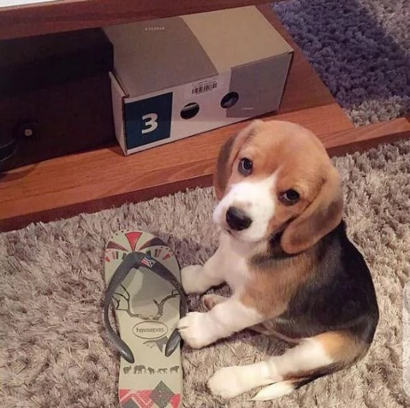 Regalo cuccioli di beagle maschi che femmine nb