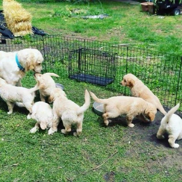 regalo golden retriever cuccioli per ladozione