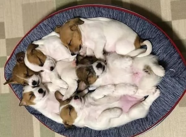 Regalo adorabili cuccioli di jack russel femminucce e maschietti