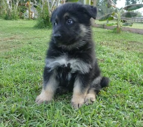 regalo pastor tadesco cuccioli disponible per ladozione