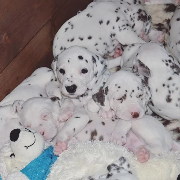 regalo dalmata cuccioli disponible per ladozione