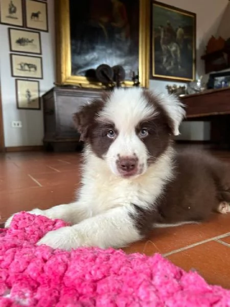 Cuccioli di border collie