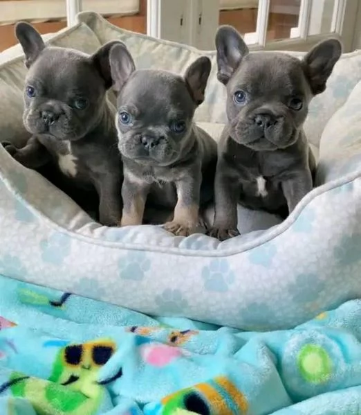 Regalocucciolata di bouledogue francese