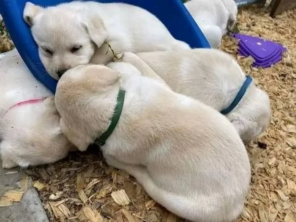 Regalo cucciolata di labrador retriever