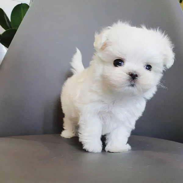 Regalo maltese toy cuccioli disponibile per ladozione