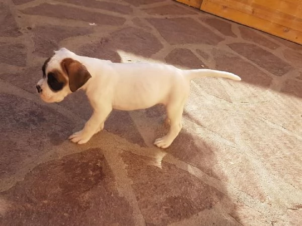 Regalo cuccioli boxer purissimi 