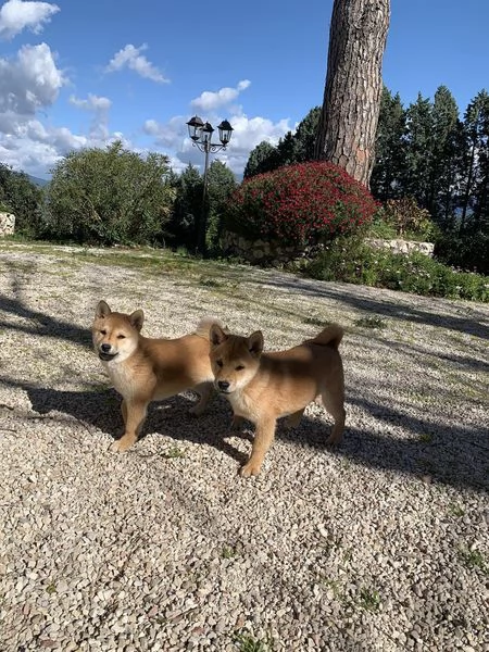 regalo Shiba Inu cuccioli disponible per ladozione