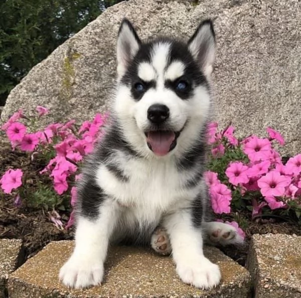 Regalo cucciolo cuccioli di siberian husky