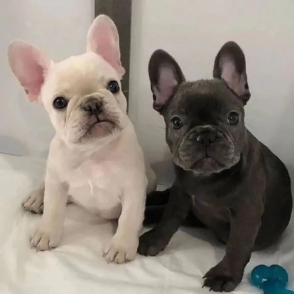 Regalo cucciolata di bouledogue francese