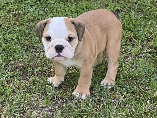 Regalo cuccioli di bulldog inglese femminucce e maschietti 