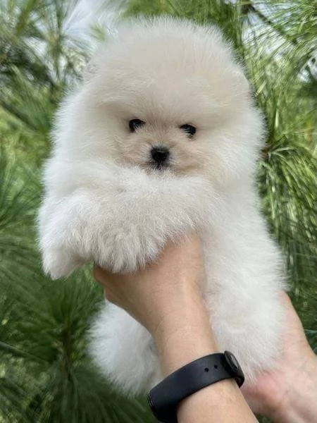 Regalo Cuccioli di pomerania maschio o femmina