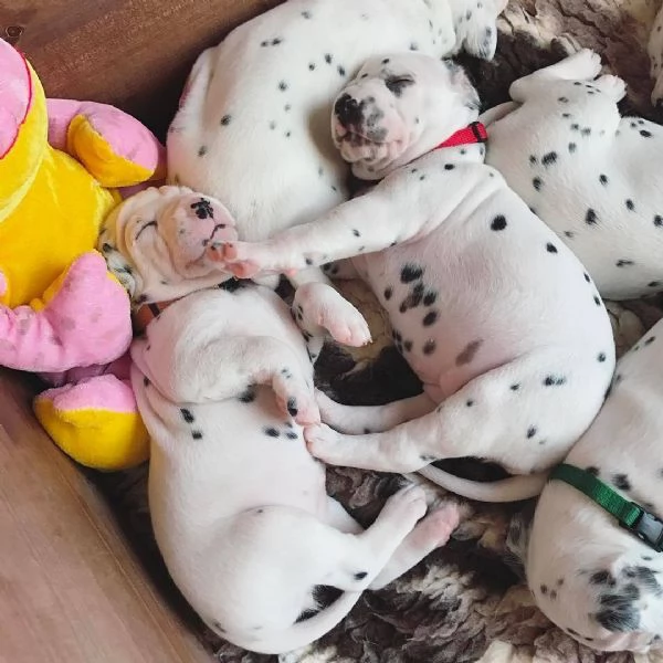 Regalo cuccioli di dalmata femminucce e maschietti 