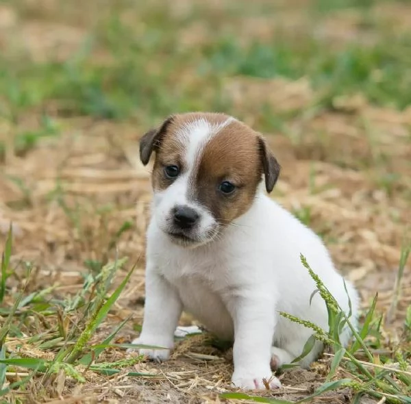 cucciolo di jack russel