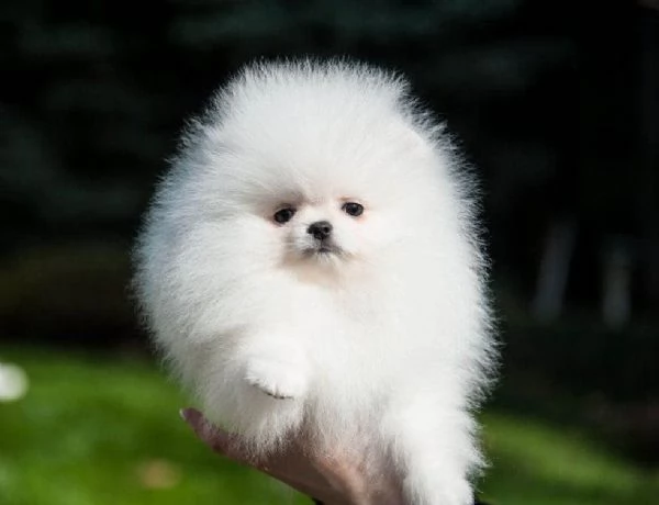 regalo Volpino Pomerania cuccioli