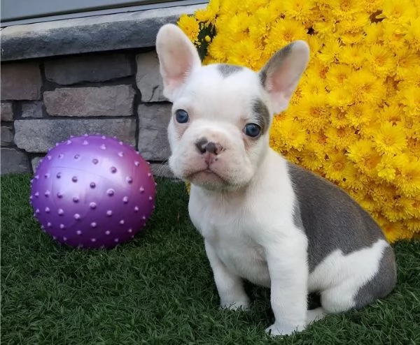 regalo Bouledogue Francese disponibili