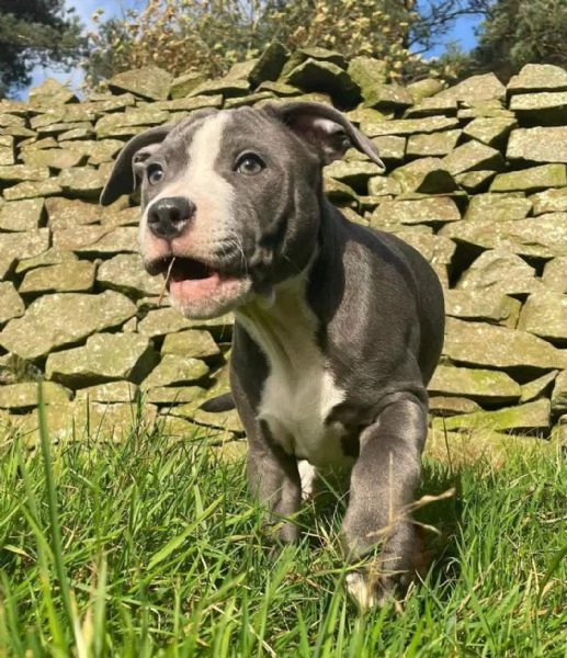 cucciolo di pitbull