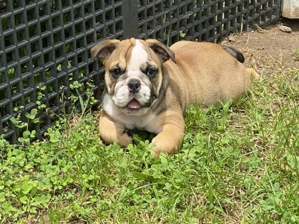 Regalo Disponibili cuccioli di Bouledogue Inglese