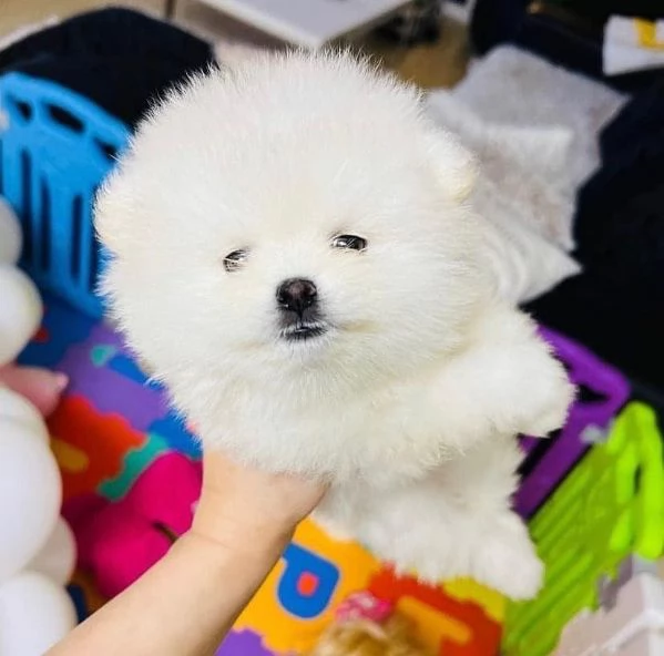 Adorabile cucciolo di pomerania per ladozione