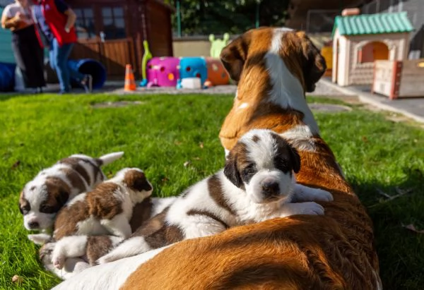 pura razza cuccioli di san bernardo per adozione