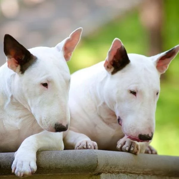 Regalo Bull Terrier cuccioli per ladozione