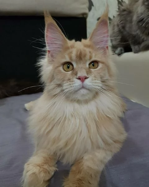 Maine Coon cuccioli | Foto 0