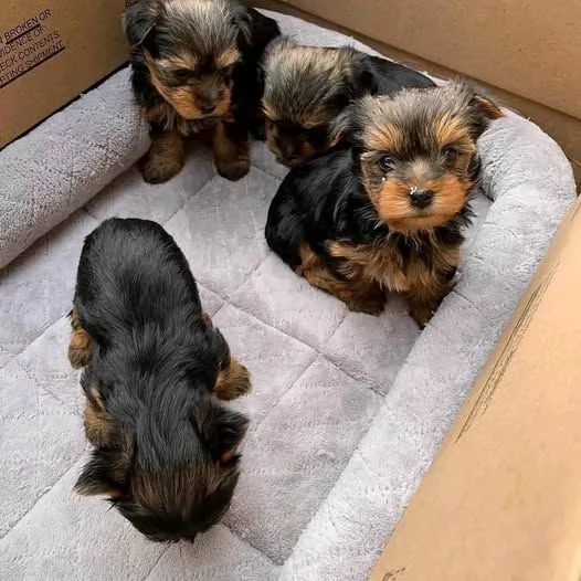 Disponibili cuccioli di yorkie 