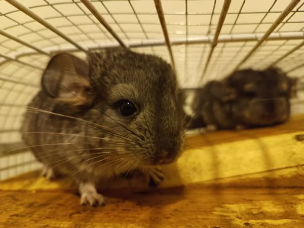 Cuccioli di chinchilla 