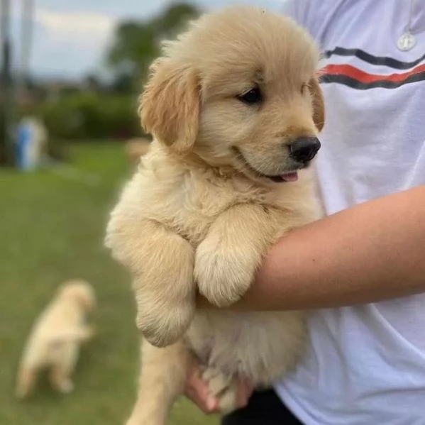 Cucciolo di Golden Retriever con Pedigree | Foto 0