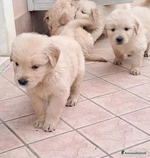 Cucciolo di Golden Retriever con microchip vaccini e pedigree