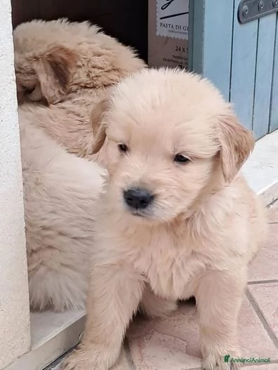 Cucciolo di Golden Retriever con microchip vaccini e pedigree | Foto 0