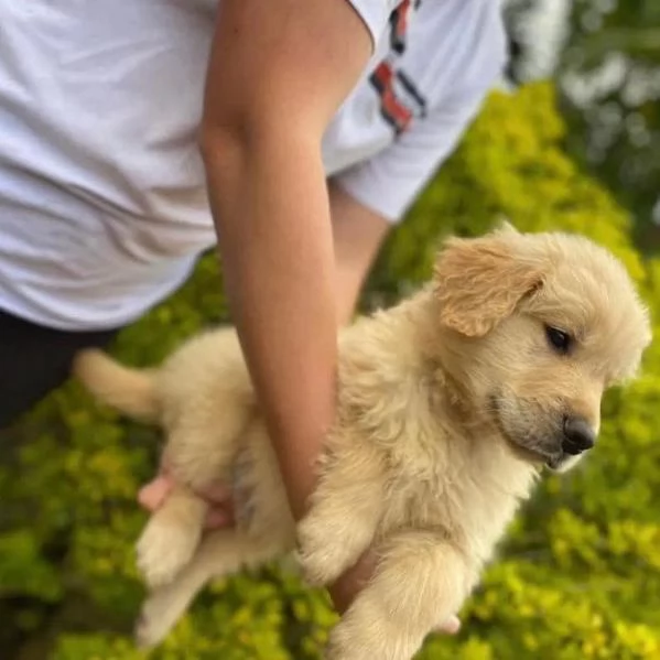 Disponibili cuccioli di Golden Retriever con Pedigree