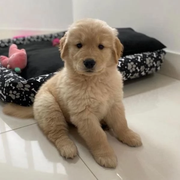 Disponibili cuccioli di Golden Retriever | Foto 0