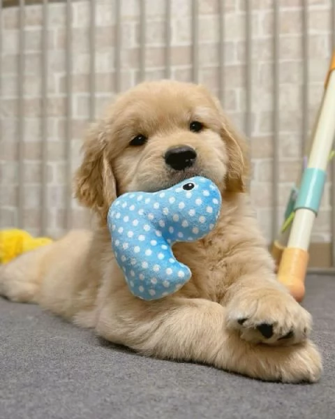 Meravigliosi cuccioli di di golden retriever con pedigree