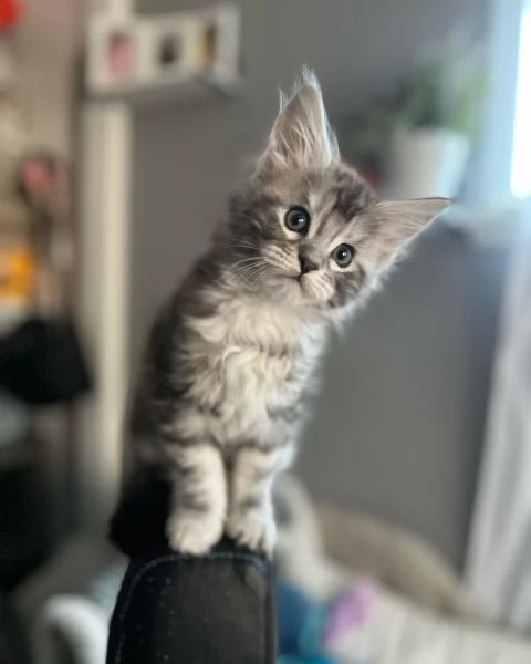 Cuccioli di Maine coon