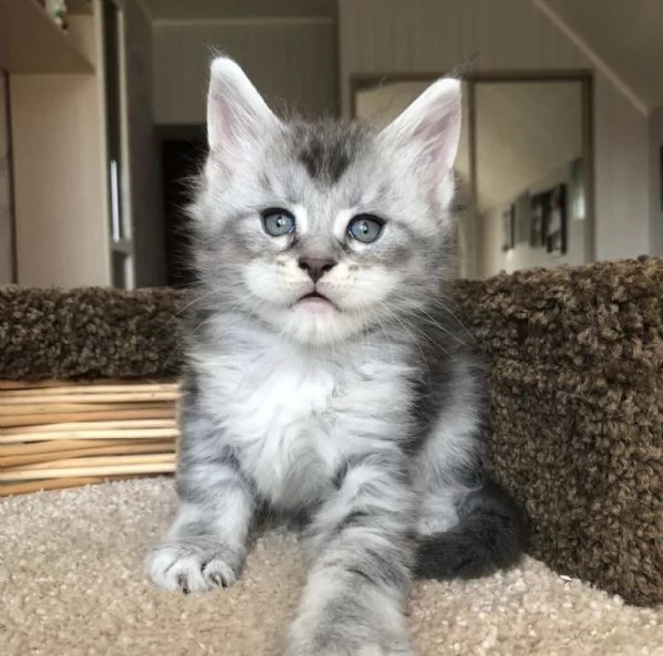 Cuccioli gatti Maine Coon