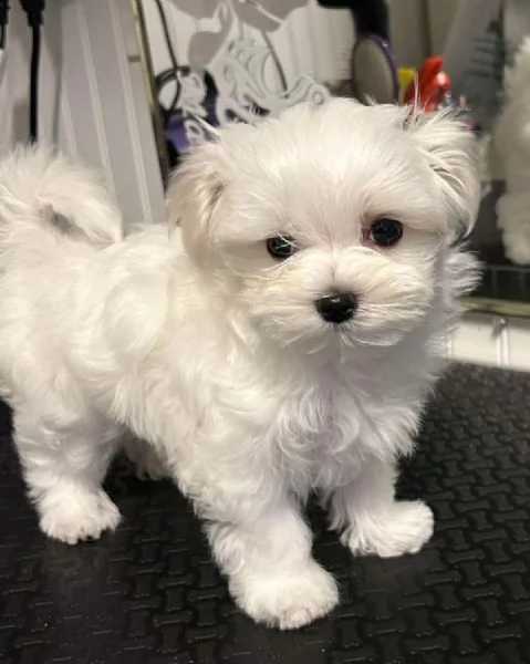 Cuccioli di maltese toys