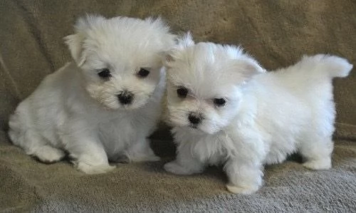 Cuccioli di maltese toys | Foto 0