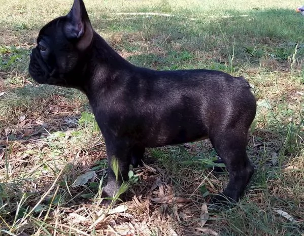 Bulldog francese con pedigree enci