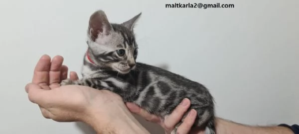 bellissimo gattino bengala bella f1 bengala gattino bottiglia alto e molto bello mangia da solo v