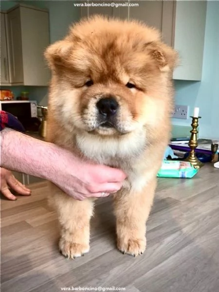 Regalo Bianchi cuccioli di Chow Chow Cuccioli di Chow Chow bianchi  crema  molto belli Maschi e f