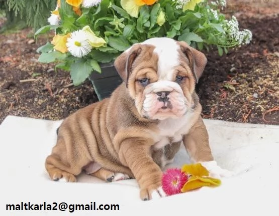 Cuccioli inglese bulldog disponibili per adozione Cuccioli disponibili Bulldog inglese cuccioli disp