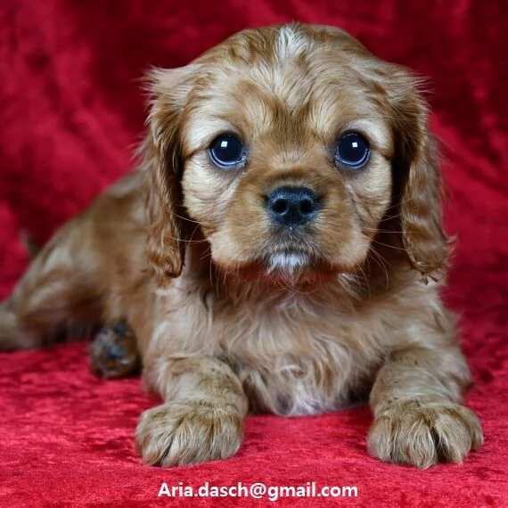 regalo cavalier king cuccioli meravigliosi   nati in casa da nostri esemplari ipertipici carattere 