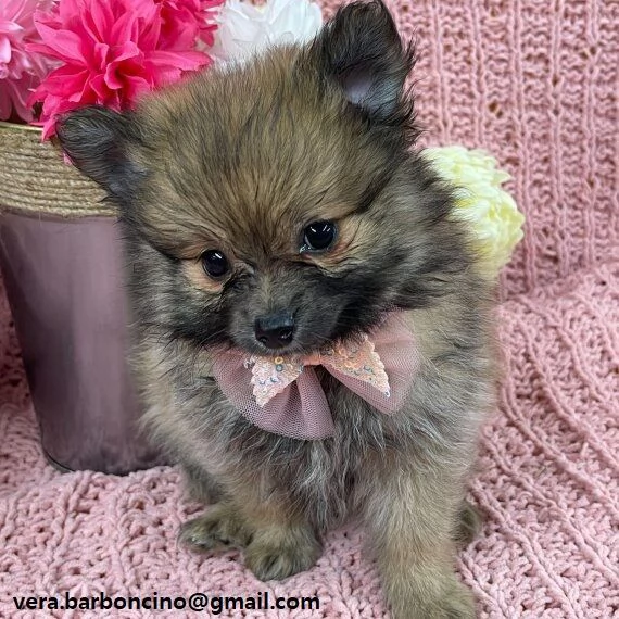 POMERANIA CUCCIOLI MASCHIO E FEMMINA bellissimi cuccioli di Pomerania maschio e femmina si conse