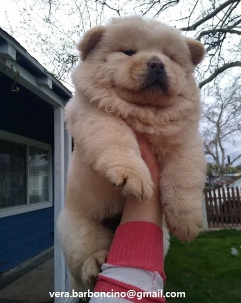 Regalo Bianchi cuccioli di Chow Chow Cuccioli di Chow Chow bianchi  crema  molto belli Maschi e f