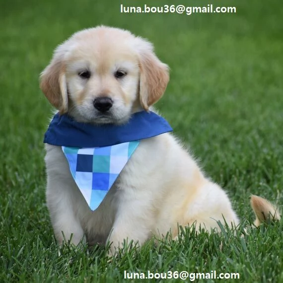 Regalo Cuccioli di Golden retriver Disponibili bellissimi cuccioli di Golden taglia standard mantell