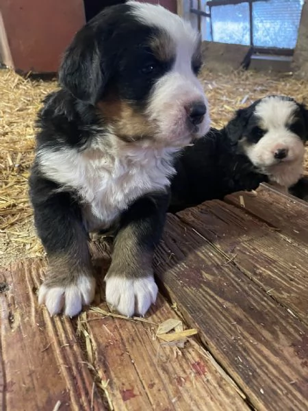 Vendita cuccioli Bovaro del Bernese | Foto 4