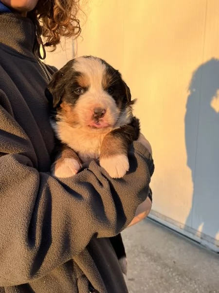 Vendita cuccioli Bovaro del Bernese | Foto 3