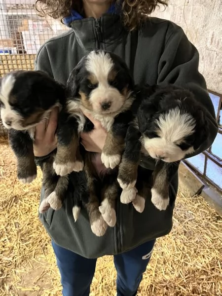 Vendita cuccioli Bovaro del Bernese | Foto 2